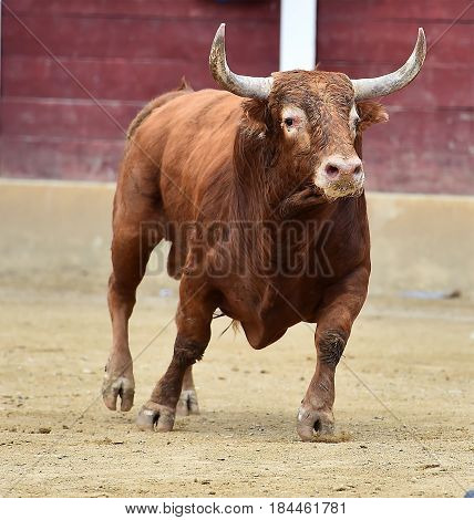 spanish bull in bullring with big horns