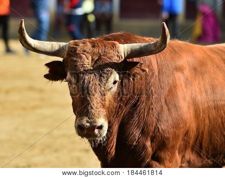 spanish bull in bullring with big horns