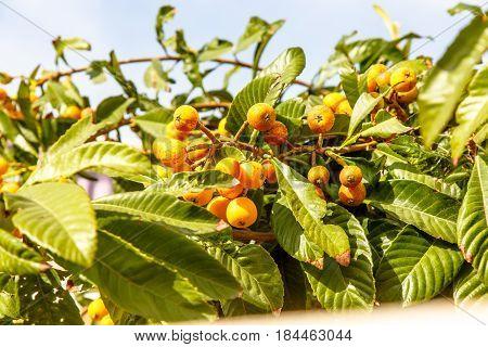 Eriobotrya Japanese, Or Medlar Or Loquat, Or Sesac (lat. Eriobotrya Japonica) With Ripe Fruits