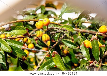 Eriobotrya Japanese, Or Medlar Or Loquat, Or Sesac (lat. Eriobotrya Japonica) With Ripe Fruits