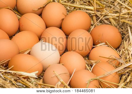 Freerange fresh raw eggs in recycled paper egg cartons or on the straw.