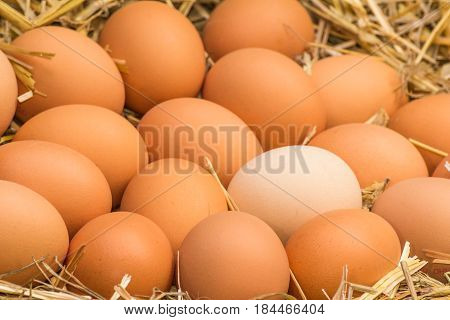 Freerange fresh raw eggs in recycled paper egg cartons or on the straw.