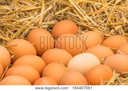 Freerange fresh raw eggs in recycled paper egg cartons or on the straw.