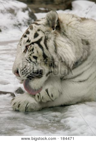 Tigre bianca