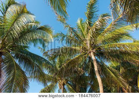 Palm trees on the beach in Mahahual, Mexico