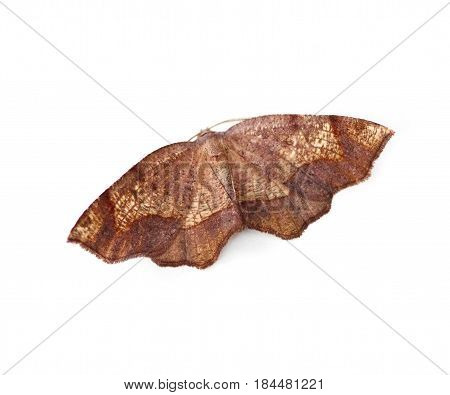 Friendly Probole Moth (Probole amicaria) isolated on a white background