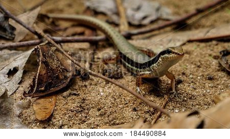 Small Lizard walk on the sand and Dry leaf