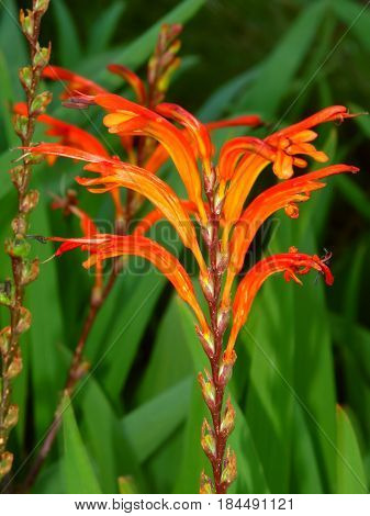 Beautiful orange flower blooming in Warrnambool Australia