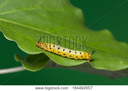 Intermediate Maplet (chersonesia Intermedia) Caterpillar