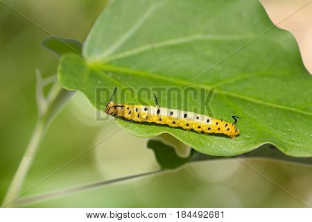 Intermediate Maplet (chersonesia Intermedia) Caterpillar