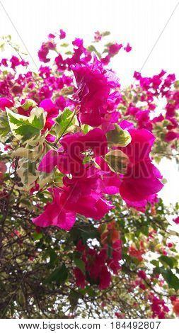 Beautiful Dominican tree flowered with flowers in pink tones