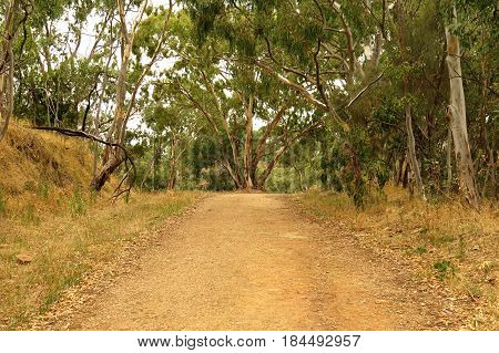 Australian bush walking trail brown dry grass and gum Eucalyptus trees warm tones