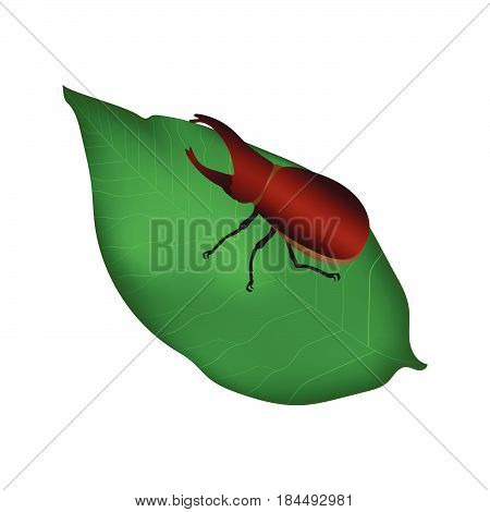 Beetles in nature ,Rhino beetle , vector illustration.
