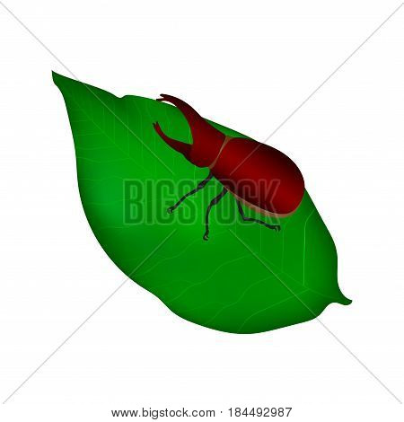 Beetles in nature ,Rhino beetle , vector illustration.