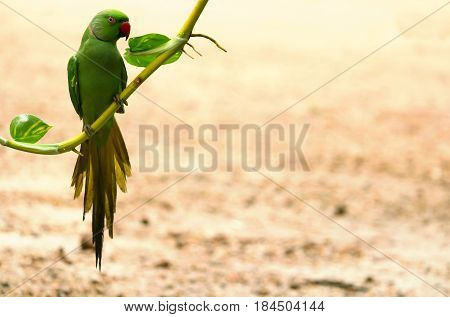 A Cute Parrot Photographed In Kerala,India. 
The Indian Parrot