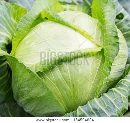 Cabbage . Fresh green big cabbage organic vegetables in the garden. White cabbage. Cabbage close-up. Cabbage growing