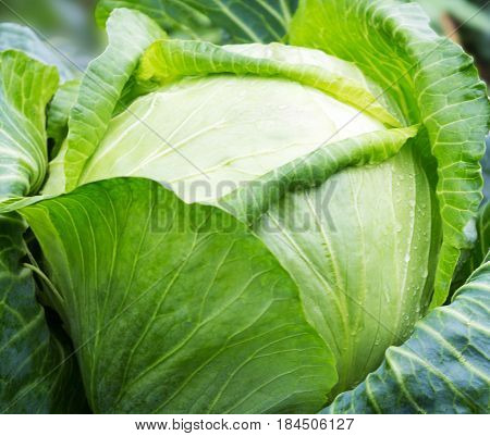 Cabbage . Fresh green big cabbage organic vegetables in the garden. White cabbage. Cabbage close-up. Cabbage growing