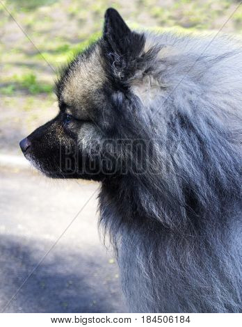 Wolf Spitz. A portrait of a purebred male Keeshond (German Wolfspitz)