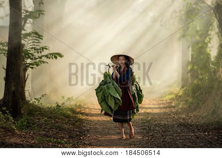 Beautiful Asian Girl In Laos Traditional Costume Identity Culture Of Laos Agriculture Organic Small