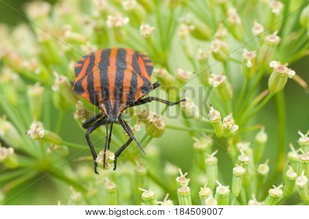 Species of testaceous beetle sitting on his own plant.