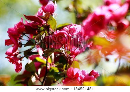 crimson - pink petal. Branch apple blossoms. Blossoming orchard. Shallow depth of field