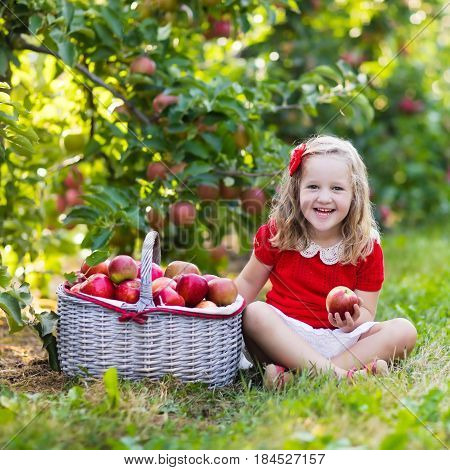 Little Girl Picking Apples In Fruit Garden