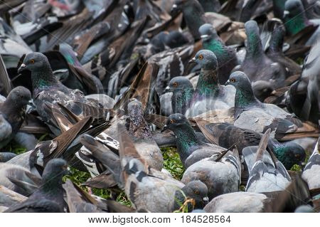 Big bevy of pigeons looking for food in park