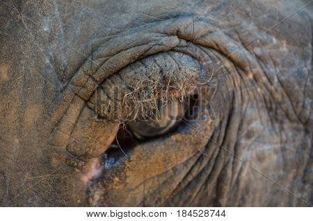 Big eye of old asian jungle elephant thick skin