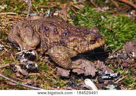Common or European toad Bufo bufo in early spring close-up portrait on ground selective focus shallow DOF.