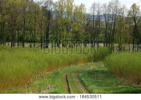 Plantation stand of willow (salix) plants grown by spring sunrise