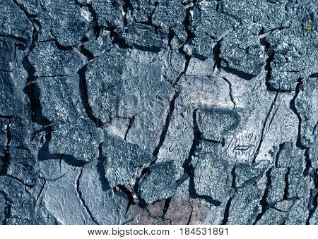 Blue Toned Tree Bark Surface.