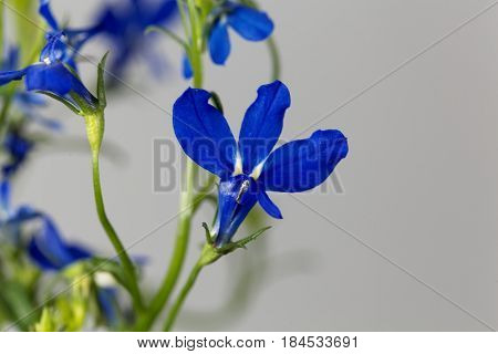 Macro photo of an edging lobelia (Lobelia erinus)