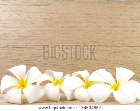 group of blooming pure white plumeria or frangipani (leelawadee) flower head on wooden floor with plank wall and copy space, tropical flower for home living room interior or zen massage spa decoration