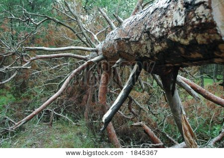 Abgefallener Baum