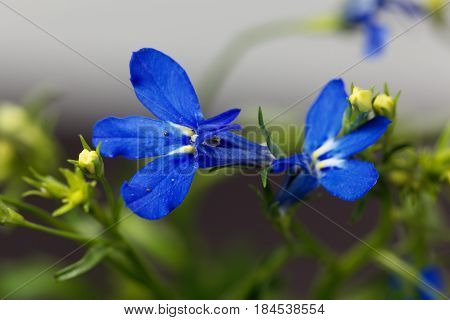 Macro photo of an edging lobelia (Lobelia erinus)