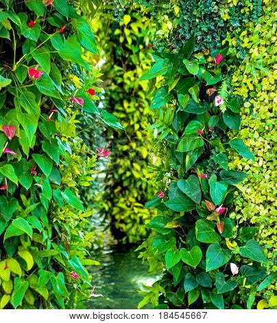Green various creeper fern and lush plant on wall. Nature and environment concept