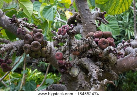 Ficus aspera with small colorful figs. Agricultural, ornamental purple fruits