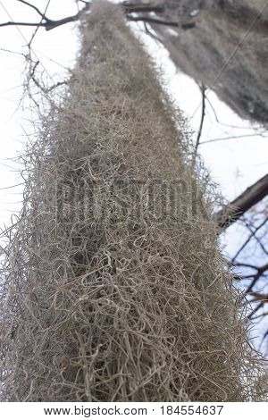 Tillandsia usneoides long grey spanish moss. Nature texture