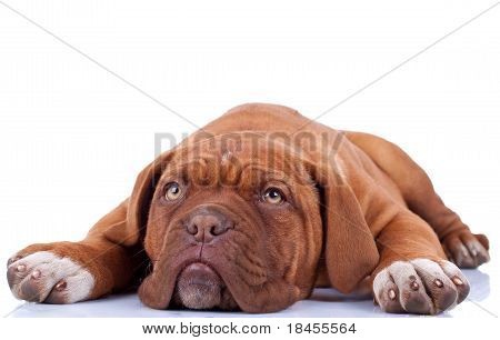 Roztomilý francouzské dogy