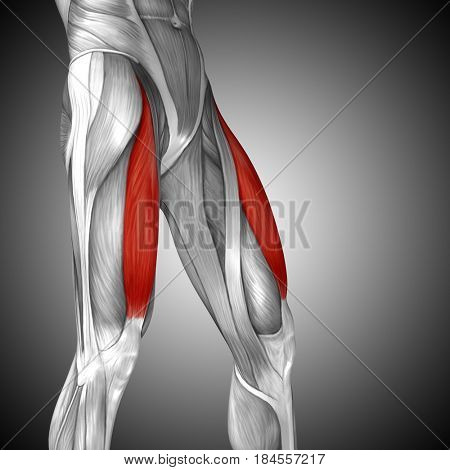Concept conceptual 3D illustration fit strong front upper leg human anatomy, anatomical muscle isolated white background for body medical health tendon foot and biological gym fitness muscular system