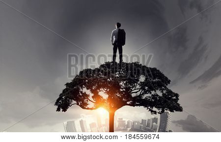 Forestation as ecologyy solution