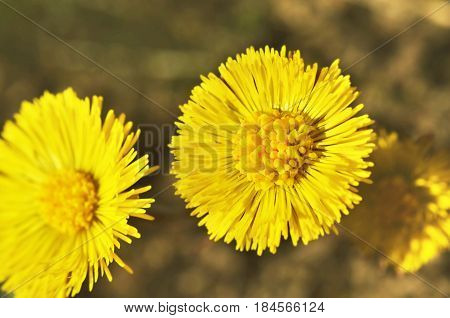 Yellow flowers of coltsfoot. (Tussilago farfara).Medicinal plant.