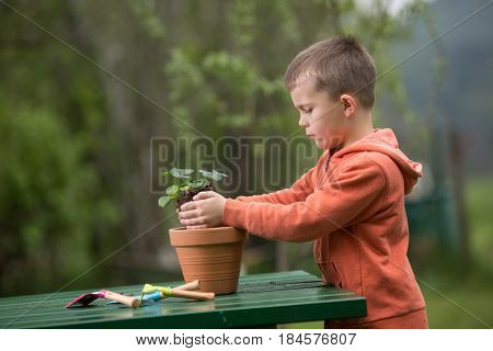 Young Boy Is Planting A Seedling Of Strawberry In A Terracotta Pot To Grow On Balcony. Home Grown Fr