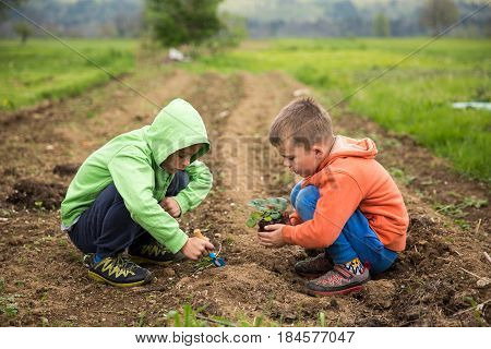 Brothers Are Plantings A Seedling Of Strawberry. Home Grown Fruit And Vegetables Biodynamic Farming 