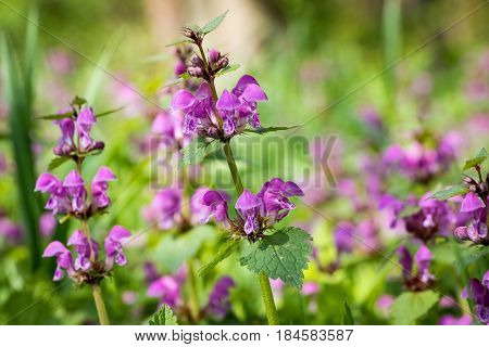 Flowering Lamium Maculatum Also Known As Purple Dragon