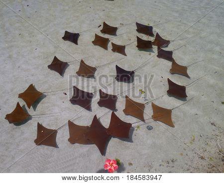 squadron of stingrays swimming in tight formation