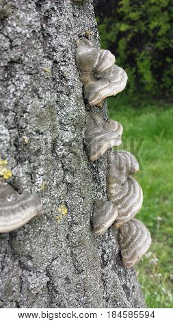Bracket fungus on tree bark close up
