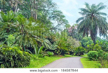 The Walk In Cycad Garden