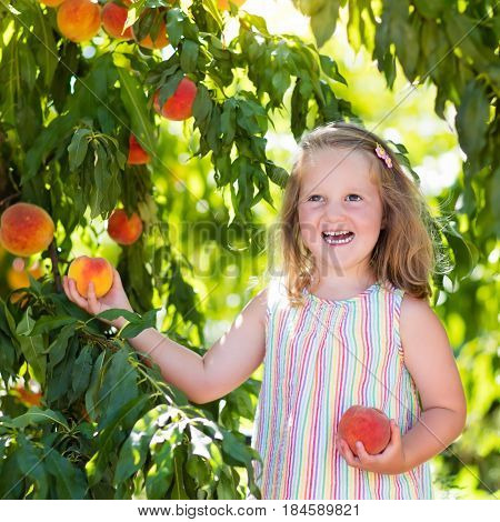 Child Picking And Eating Peach From Fruit Tree