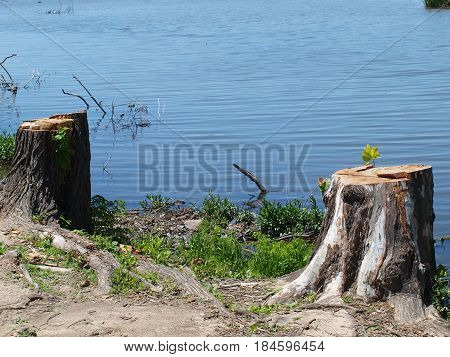 Nature's Resilience is shown just two weeks after dozens of old growth trees were snapped off or uprooted  following a spring storm. These white bark Sycamore's stood at Sunset Bay in White Rock Park for decades.